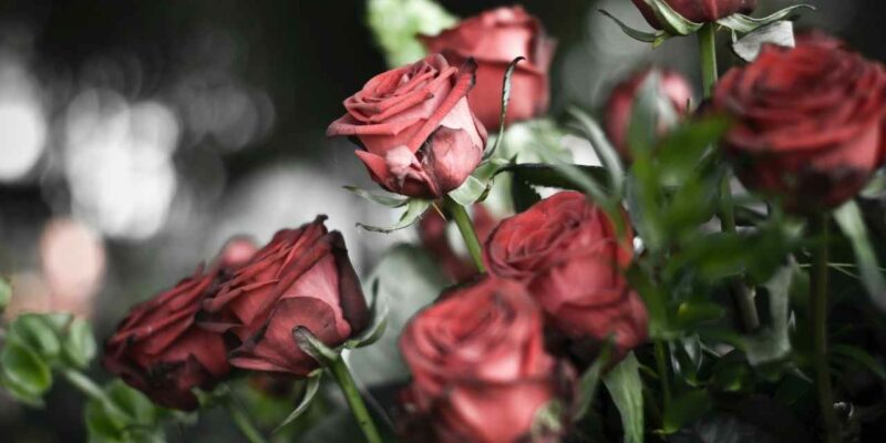 In this post, we'll give you tips on how to write a eulogy that pays tribute to the person who has passed away