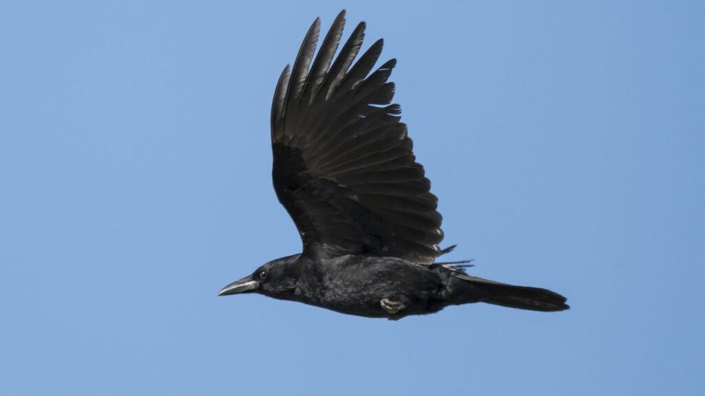 Flying Straight: The Meaning of 'As the Crow Flies - Willow Writes