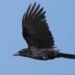 Learn the definition, origin, and usage of the phrase 'As the Crow Flies' in this comprehensive guide. Discover how it refers to the shortest distance between two points, and how it's used in geography, navigation, and map projections