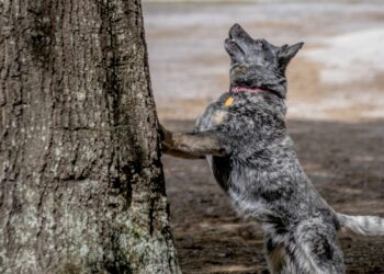 One such idiom that has stood the test of time is "barking up the wrong tree." This article aims to explore the meaning, origins, and usage of this intriguing phrase through the lens of linguistics and cultural history.